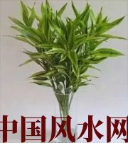 齐齐哈尔十二生肖养什么植物最旺财运？你知道吗！